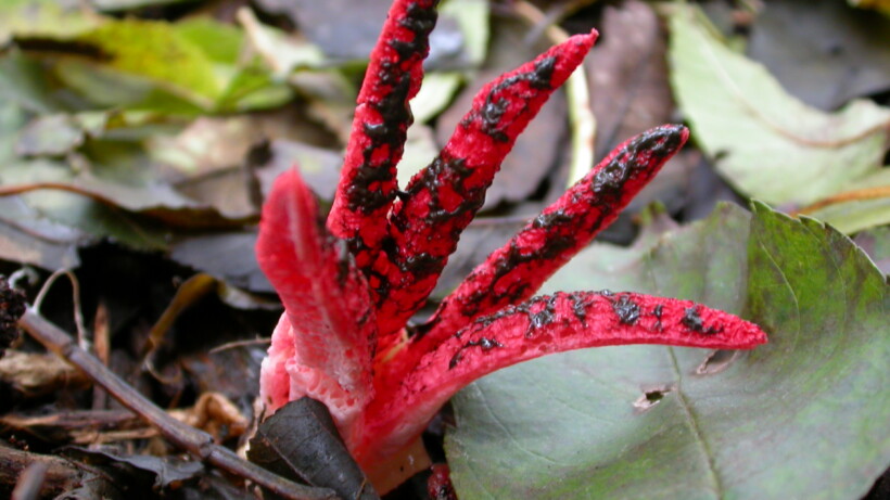 Aparte paddenstoelen