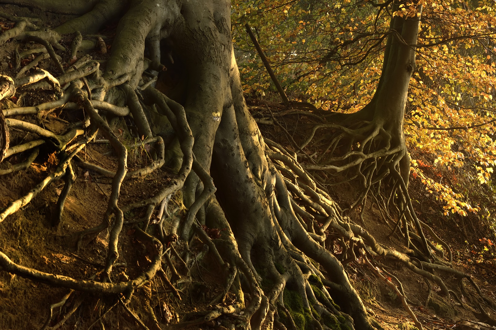 Boomwortels op de Lochemse Berg