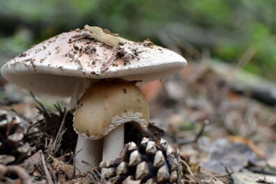 Fietsroute Paddenstoelen bij het Lusthof
