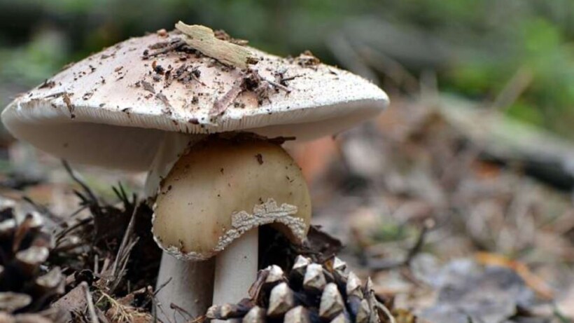 Fietsroute Paddenstoelen bij het Lusthof