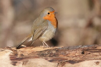 Scandinavische roodborst?