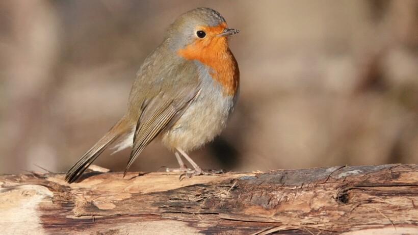 Scandinavische roodborst?