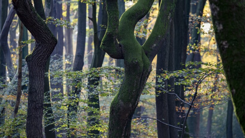 Speulderbos: wandelen door een swingend herfstbos