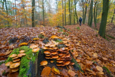 Boswandelingen: 6 fijne routes voor in de herfst