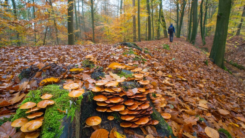 Boswandelingen: 6 fijne routes voor in de herfst