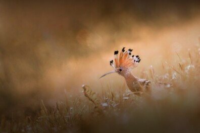 De 10 mooiste ” less is more ” foto’s