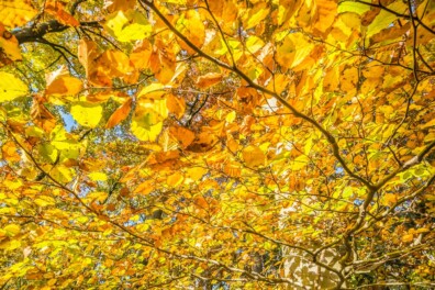 Geel, rood, oranje: hoe verkleuren bladeren in de herfst?