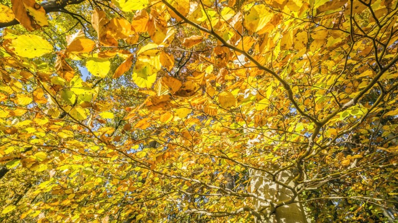 Geel, rood, oranje: hoe verkleuren bladeren in de herfst?