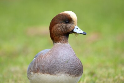 Nu te zien en horen: smienten