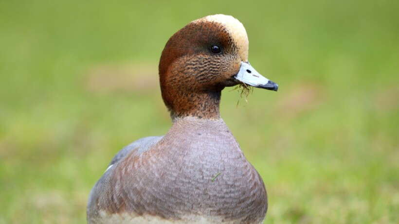 Nu te zien en horen: smienten