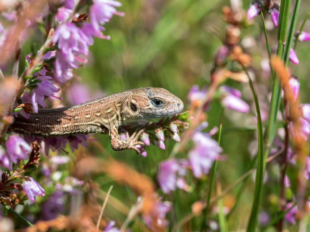 levendbarende hagedis