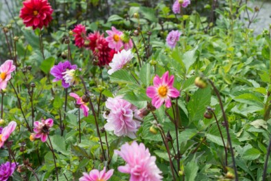 Dahlia’s laten overwinteren: zo doe je dat