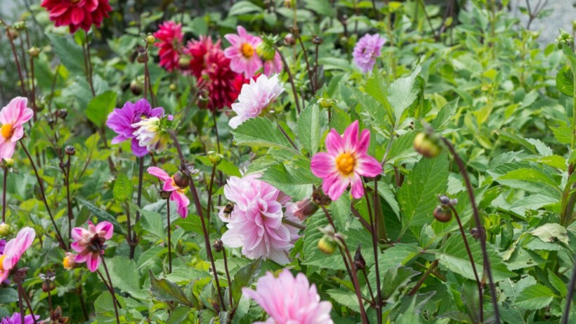 Dahlia’s laten overwinteren: zo doe je dat
