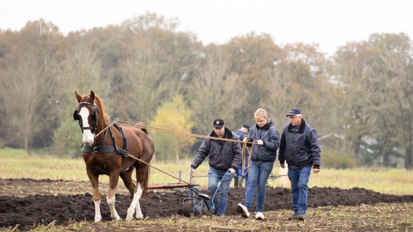 Ouderwets ploegen in Hardenberg