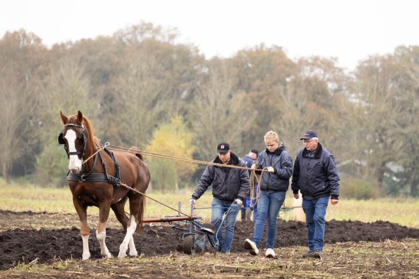 Ouderwets ploegen in Hardenberg