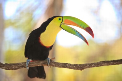 Snavel als precisiewerktuig