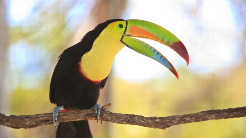 Snavel als precisiewerktuig