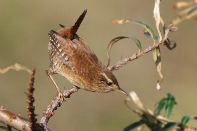 Nu te zien en horen: de winterkoning