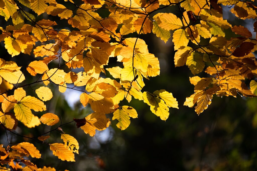 Bladeren van de beuk in de herfst.