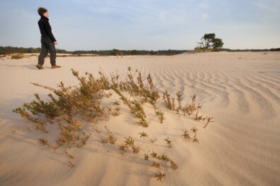 Hollandse woestijnen: dit zijn 10 mooiste zandverstuivingen in Nederland
