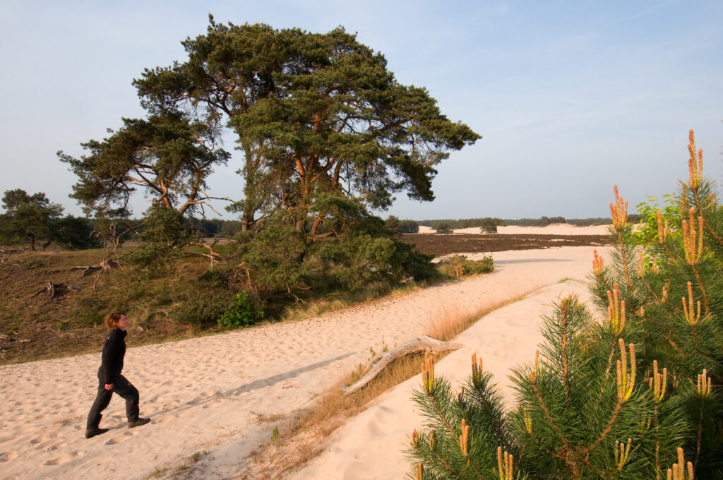 wandelaar op het Hulshorsterzand