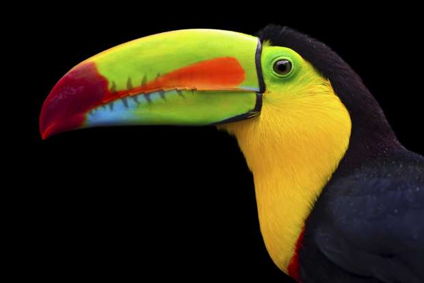 Snavel als precisiewerktuig