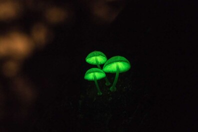 Bioluminescentie in de natuur: 10 lichtgevende organismen