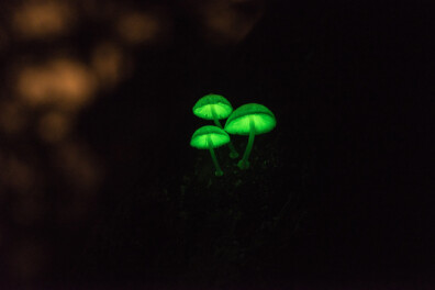 Bioluminescentie in de natuur: 10 lichtgevende organismen
