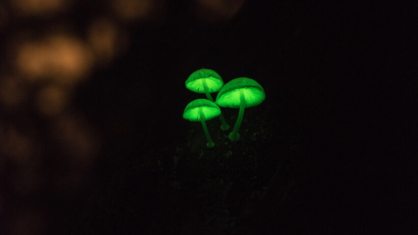 Bioluminescentie in de natuur: 10 lichtgevende organismen