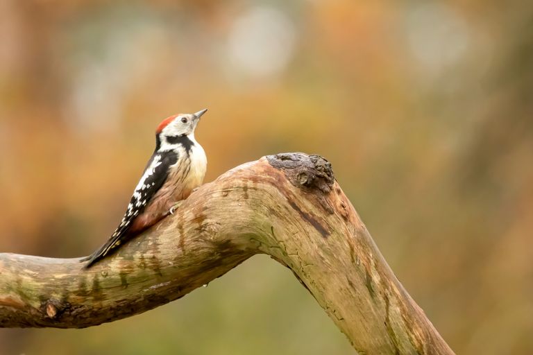 Middelste Bonte specht