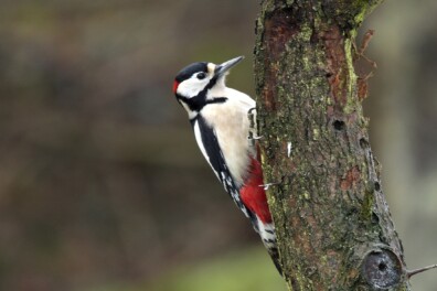 Spechten roffelen erop los