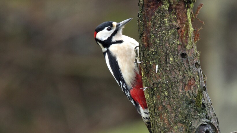 Spechten roffelen erop los