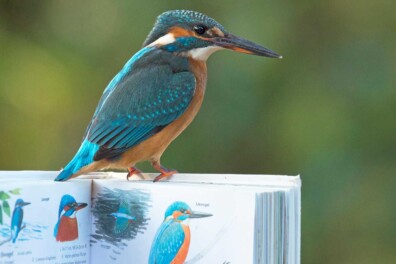 IJsvogel zien? Zo maak je meer kans