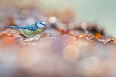 De 10 mooiste foto’s van mezen