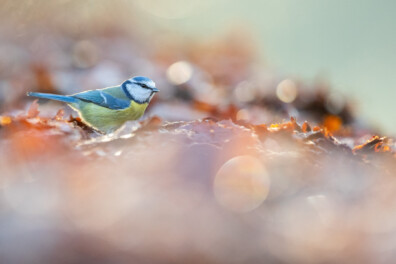 De 10 mooiste foto’s van mezen