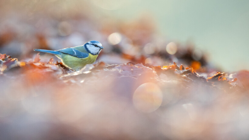 De 10 mooiste foto’s van mezen