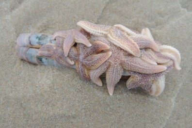 Vijf weetjes over de zeester