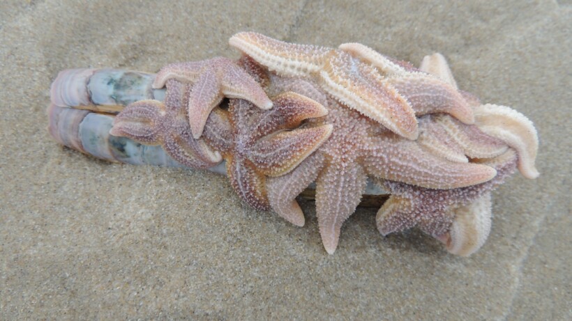 Vijf weetjes over de zeester