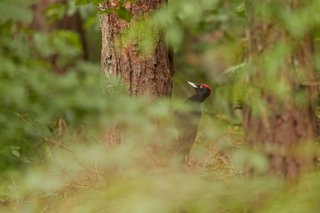 zwarte specht fotograferen