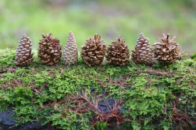 O dennenbos, O dennenbos …