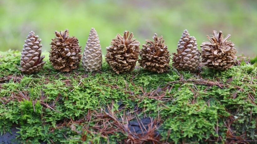 O dennenbos, O dennenbos …