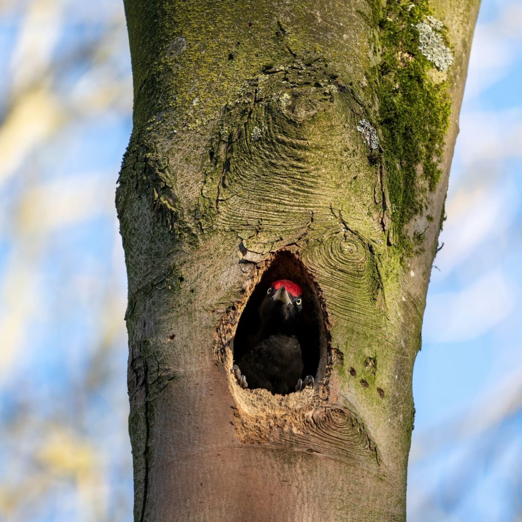 spechten zwarte specht