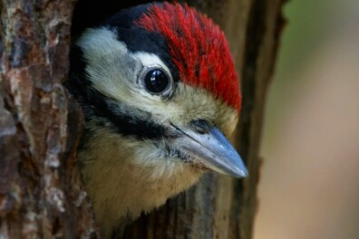 De 10 mooiste foto’s van spechten + fototips