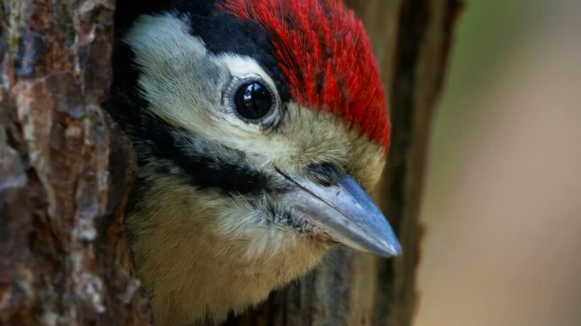 De 10 mooiste foto’s van spechten + fototips