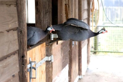 Parelhoenders van Willem-Arjen van Breugel