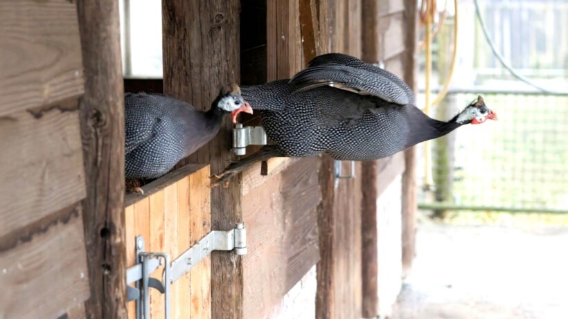 Parelhoenders van Willem-Arjen van Breugel