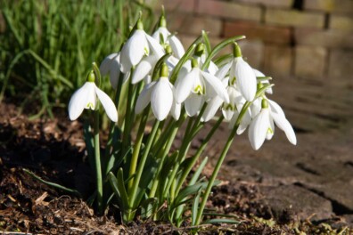 Agenda voor februari