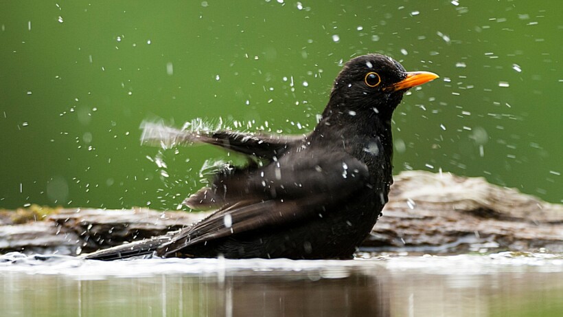 Nationale Tuinvogeltelling op 30 januari-1 februari