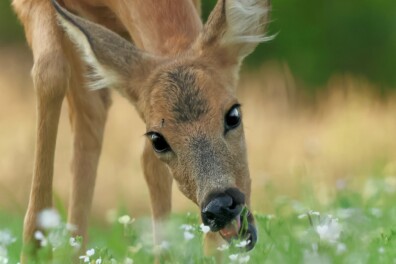 Het verhaal achter de foto: een snoepende ree