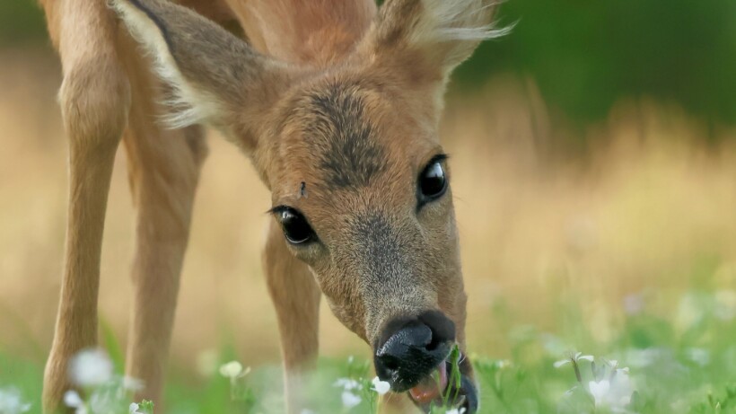 Het verhaal achter de foto: een snoepende ree